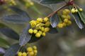 Berberis julianae Berberys juliany